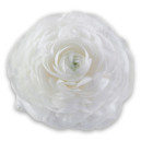 White ranunculus