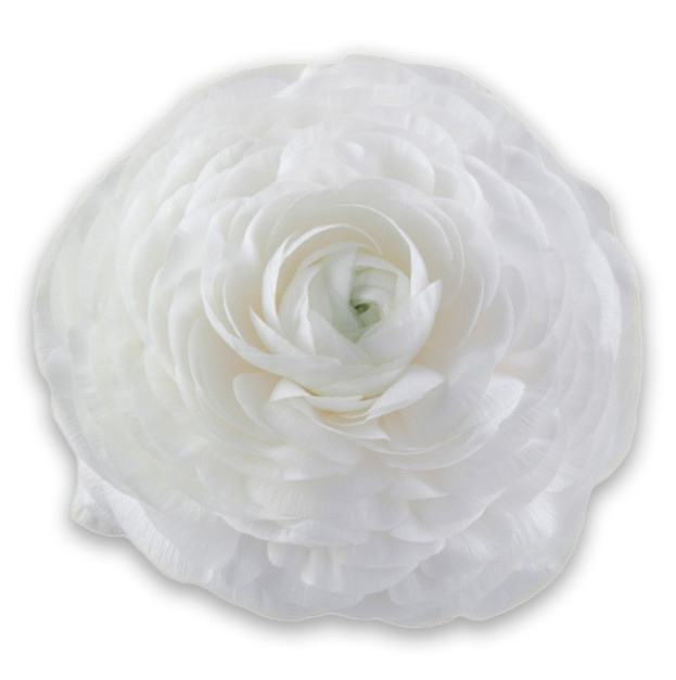 White ranunculus