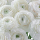 White ranunculus