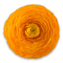 Ранункулюс помаранчевого кольору