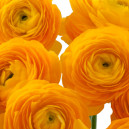 Ранункулюс помаранчевого кольору