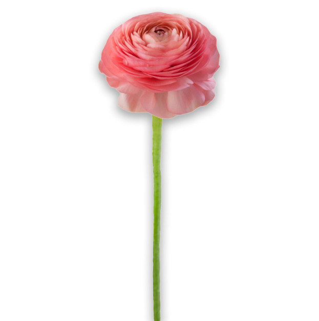 Pink ranunculus