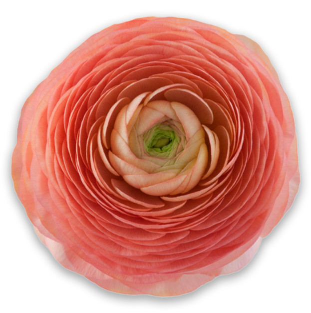 Pink ranunculus