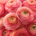 Ранункулюс рожевого кольору