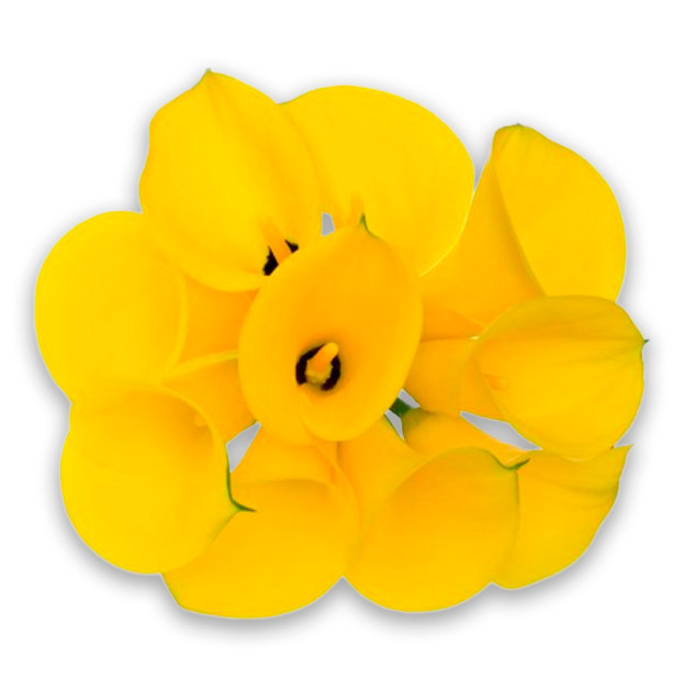 Кала жовтого кольору