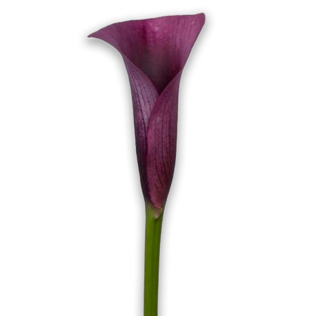 Calla lily purple