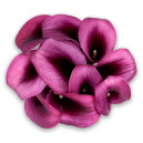 Калла фиолетового цвета