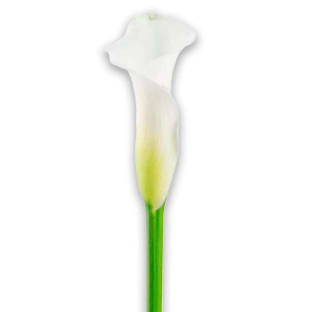 White calla