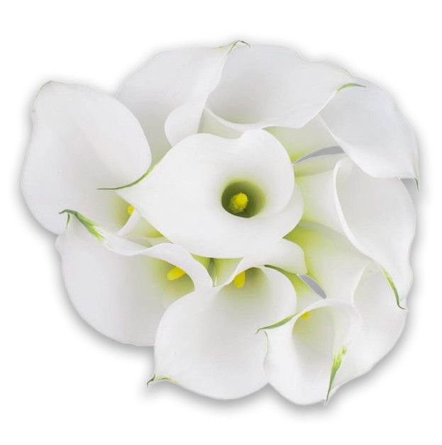 White calla