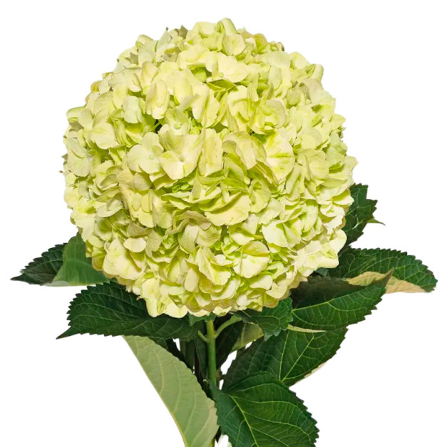 Гортензія зеленого кольору