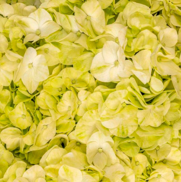 Гортензія зеленого кольору