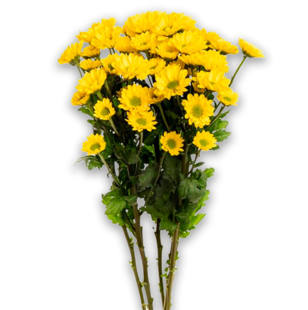 Yellow chrysanthemum