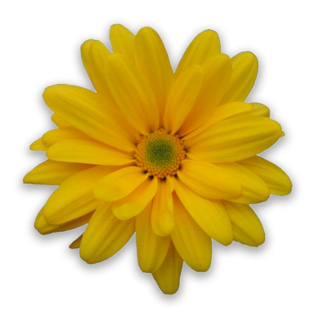 Yellow chrysanthemum