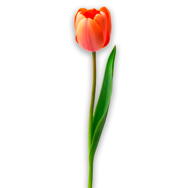 Orange Tulip