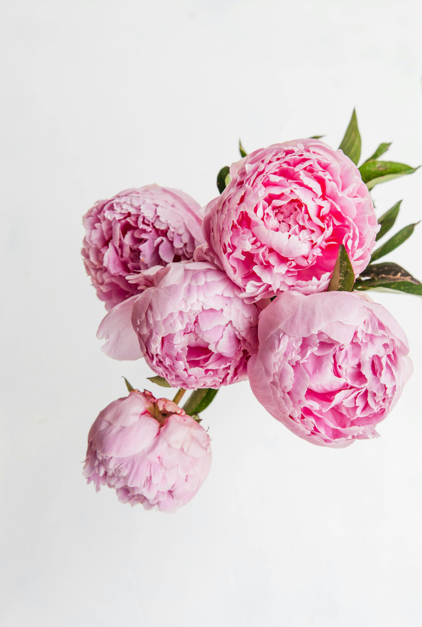 Букети півонії