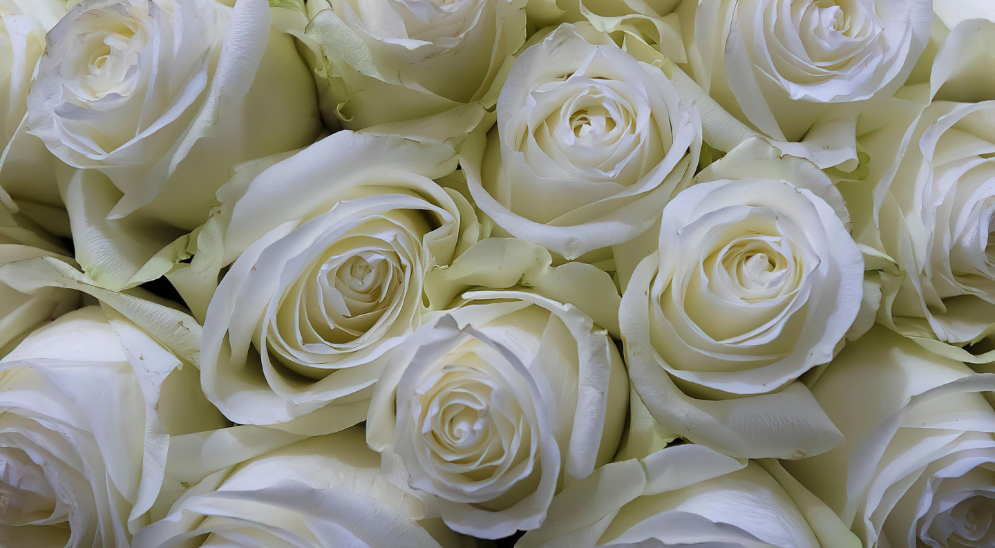 Білі троянди